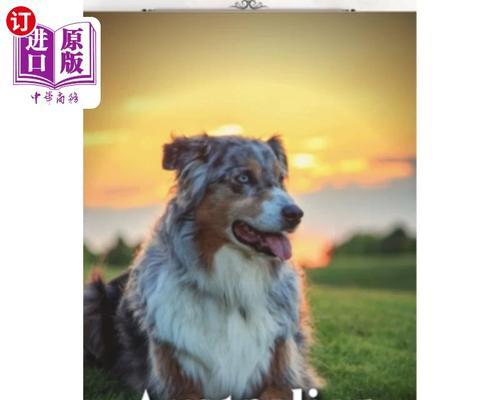以澳大利亚牧羊犬多人养的原因与优点（了解澳大利亚牧羊犬的魅力与养育之道）