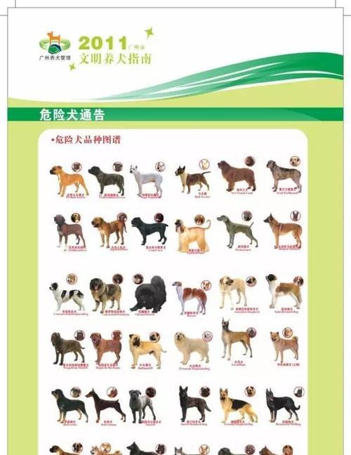 选择适合家庭的狗狗（了解健康且容易养的狗狗品种，让你的宠物生活更愉快）