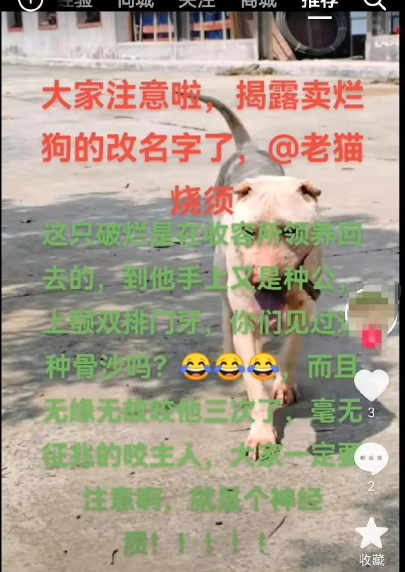 沙皮犬的衰落（了解沙皮犬的缺点及其影响）