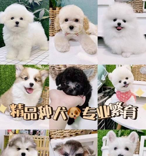 了解萨摩耶犬的价格和品相（萨摩耶犬的价格一览和判断品相的方法）