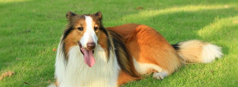 苏格兰牧羊犬的饮食要点（了解苏牧的日常饮食需求，让它们健康成长）