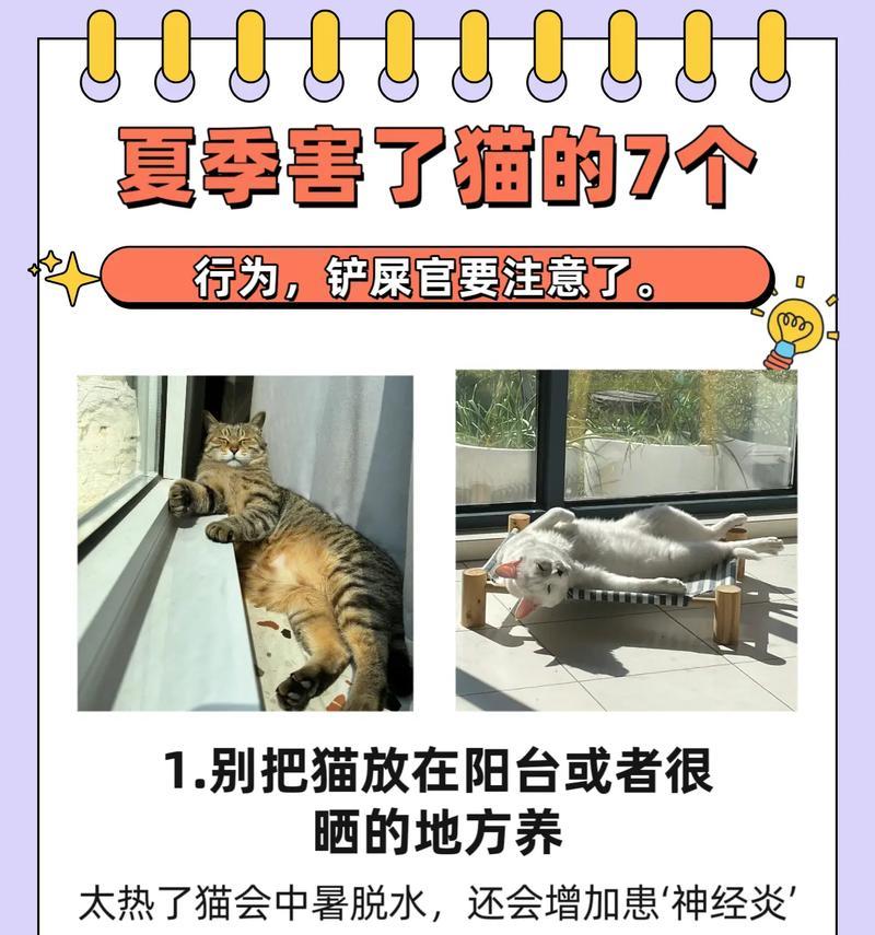 养幼猫的注意事项（新手养幼猫必看）