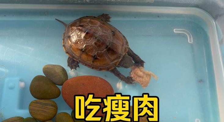 乌龟的饮食习性和蔬菜食谱（探索乌龟的饮食习惯，解答它们是否能吃蔬菜）
