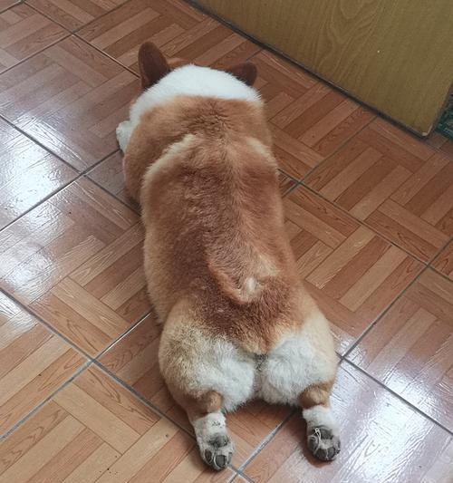 柯基犬的优缺点及毛发特点（探索柯基犬的可爱和挑战，了解其不同之处）
