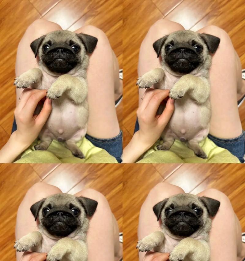 巴哥犬（优点一览）