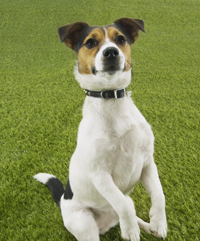 杰克罗素梗犬的优点和魅力（了解杰克罗素梗犬，发现它的优势和特点）