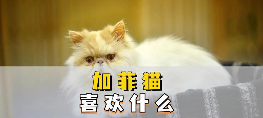 如何鉴别纯种加菲猫？（纯种加菲猫的特征和鉴别方法）