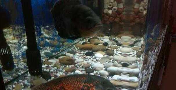 地图鱼的饲养要点和注意事项（打造理想水族箱环境，共同关注地图鱼的健康和幸福）
