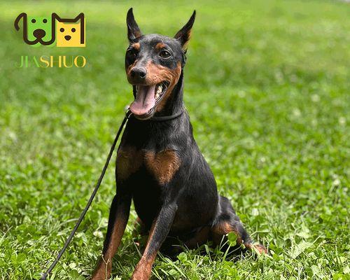 杜宾犬价格及选购指南（纯种杜宾犬价格一览，如何挑选健康的纯种杜宾犬）