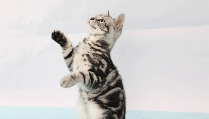 探秘低过敏性猫咪（了解低过敏性猫咪的种类和特点，帮您选择适合家庭的宠物）