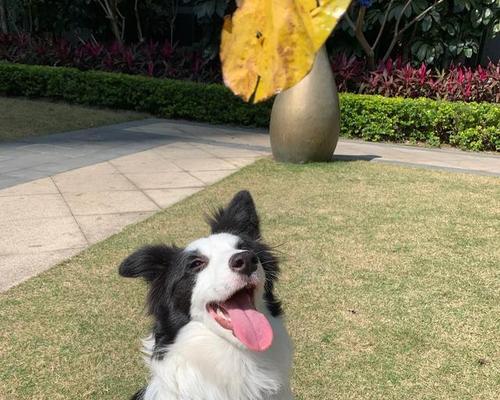 边牧犬的优缺点（了解边牧犬的特点和适应环境）
