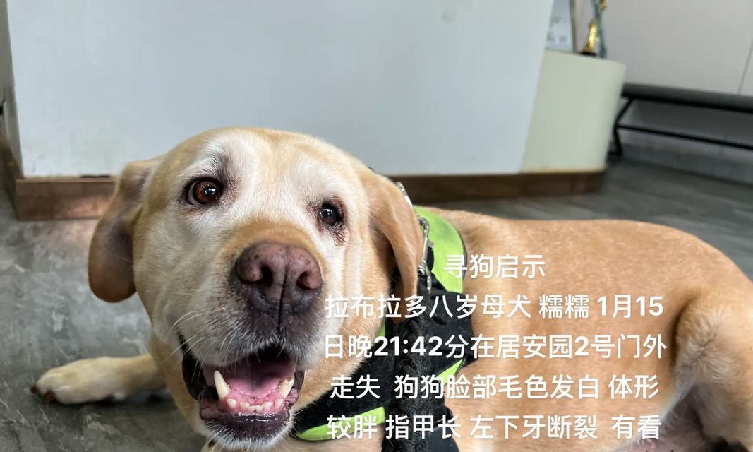 多种狗狗的价格比较（了解不同狗狗的价格以及拉布拉多的价位）