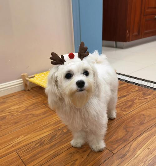 马尔济斯犬的性格及优缺点剖析（了解这个可爱犬种的性格特点和优劣势）