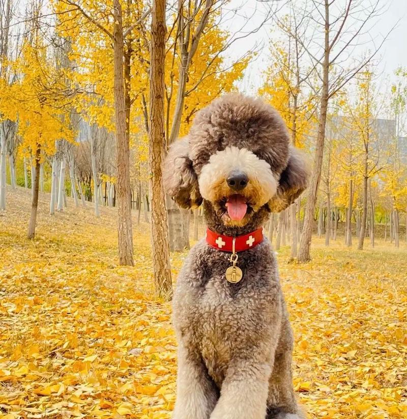 巨型贵宾犬（探究原因，了解养殖挑战与成本分析）