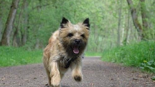 如何科学饲养凯安梗犬（打造健康快乐的宠物生活）