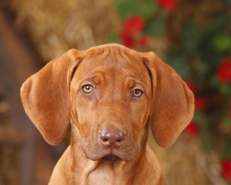 罗得西亚脊背犬（了解罗得西亚脊背犬的外貌特征与特点）