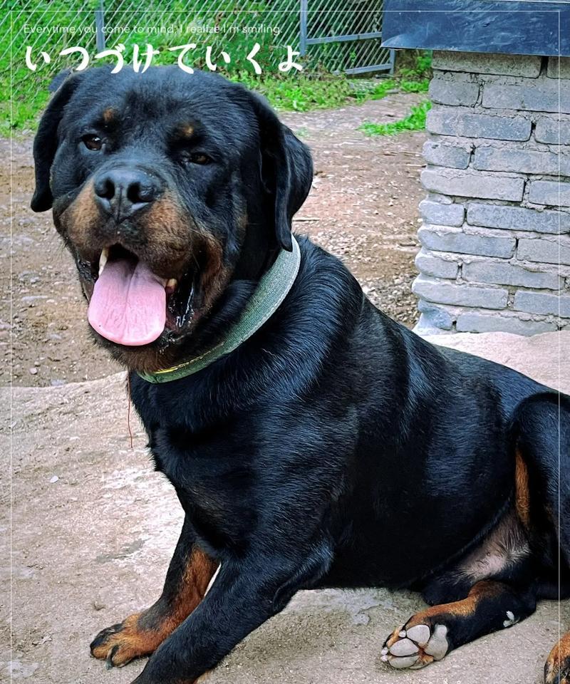 不掉毛的大型犬品种（发现9种不脱毛的大型犬，适合爱干净的狗主人）