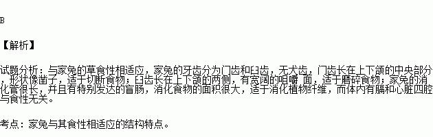 家兔腹泻的原因和防治措施（了解家兔腹泻的常见原因，预防和治疗方法）
