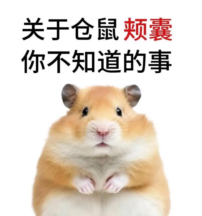 金丝熊的饮食习性及禁忌（探索金丝熊的饮食选择和限制，揭秘它不能吃的食物）