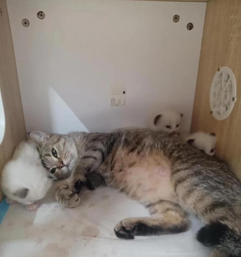 猫咪尿血的原因及处理方法（为什么猫咪会出现尿血？如何处理尿血问题？）