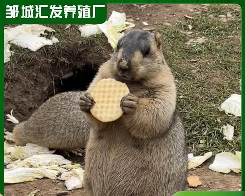 土拨鼠宠物化的危险性（为什么不可以养土拨鼠作为宠物？）