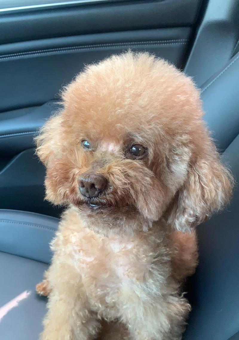 如何照顾老年犬？（了解狗狗变老的迹象和提供适当的关怀）