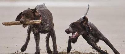 速度犬种（追踪汽车速度的犬类中哪些狗最快？）