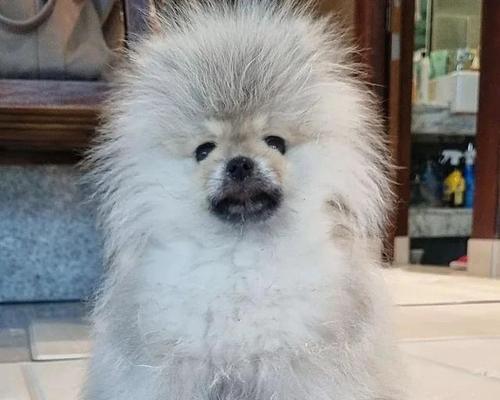 世界十大最可爱的狗（博美犬和泰迪犬的可爱魅力无人能挡）
