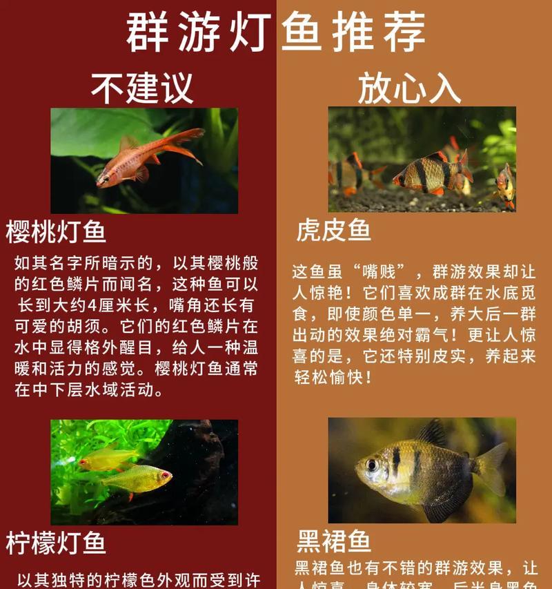 适合新手养的鱼，选择这几种聪明的宠物鱼（从零开始养鱼，选择这几种鱼种轻松养殖，快速掌握养鱼技巧）