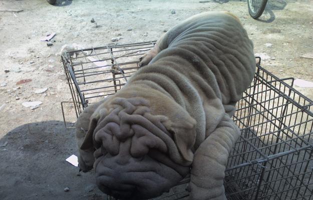 沙皮犬的性格特征解析（探索沙皮犬的独立性及其影响因素）