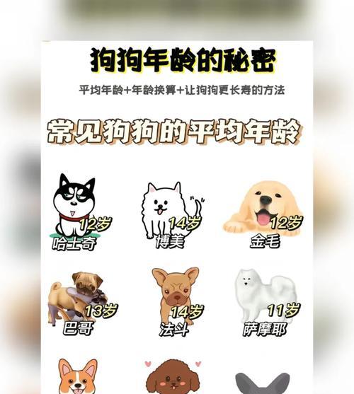 22个训练狗狗的动作（训练狗狗的方法与技巧，让你的狗狗成为最亲密的伙伴）