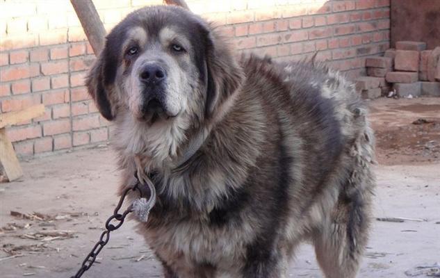 鬼獒犬的价格揭秘（探寻鬼獒犬市场行情与关键价格）