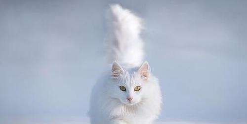 探寻古老长毛猫品种——安哥拉猫的神秘魅力（揭秘安哥拉猫的历史渊源与特点）