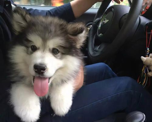 为什么“阿拉斯加犬”很少人养？（探寻阿拉斯加犬不受欢迎的原因与问题）