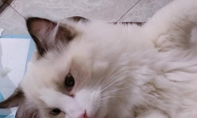 布偶猫（探索布偶猫的魅力和健康管理技巧）