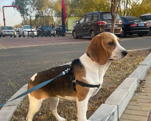 揭秘比格犬的缺点（养狗家庭需要了解的重要信息）