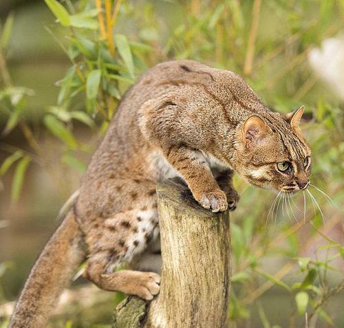 世界上最小的猫猫——锈斑豹猫（探寻锈斑豹猫的迷人之处）