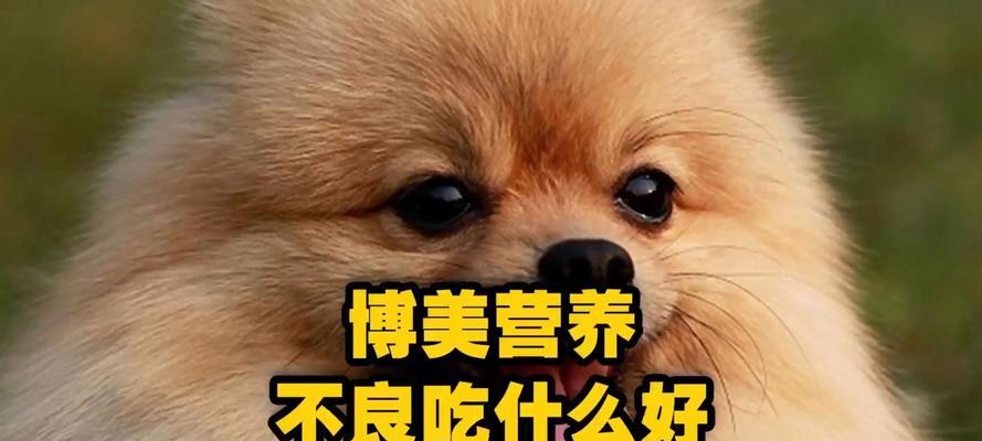 狗狗营养均衡，肉菜搭配绝不能少（以还只给狗狗吃肉？饭里多加这4种蔬菜，狗狗才会营养均衡）