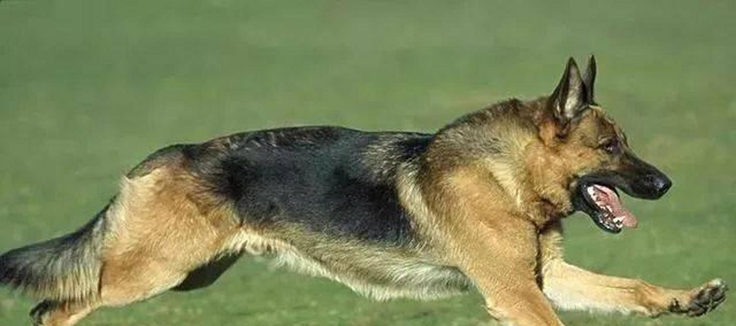 6种能够打败比特犬的狗，揭秘藏獒排名第5，坎高第1无悬念（比特犬固然强大，但这些狗才是真正的王者！）