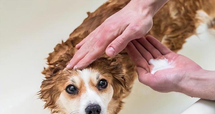 养柯基犬的7个“痛苦之处”（准备好迎接挑战了吗？一起来了解柯基犬的养育困境吧！）