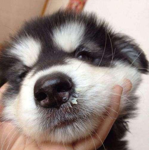 犬瘟热晚期（了解犬瘟热晚期的症状和治疗方法）