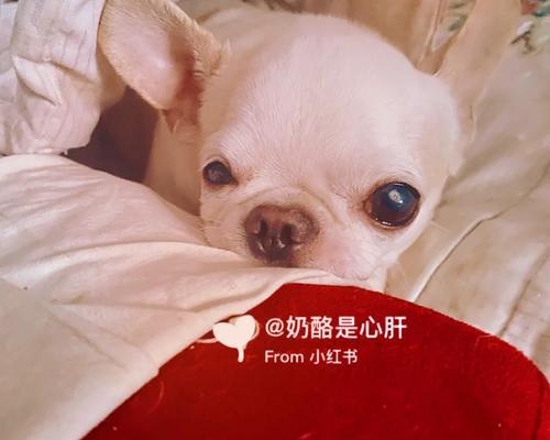 了解狗狗癫痫，保护宠物健康（掌握狗狗癫痫的症状和治疗方法，关注宠物的健康）