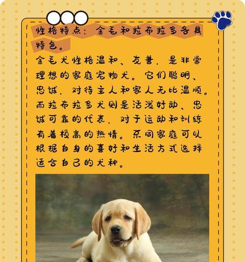 拉布拉多和金毛犬长得很像，如何区分？（细致观察和特征对比，揭示拉布拉多和金毛犬的区别）