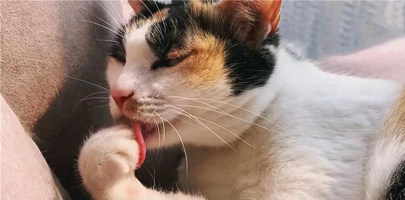 猫咪舔毛的4种情况及原因解析（了解猫咪舔毛的行为背后隐藏的秘密）