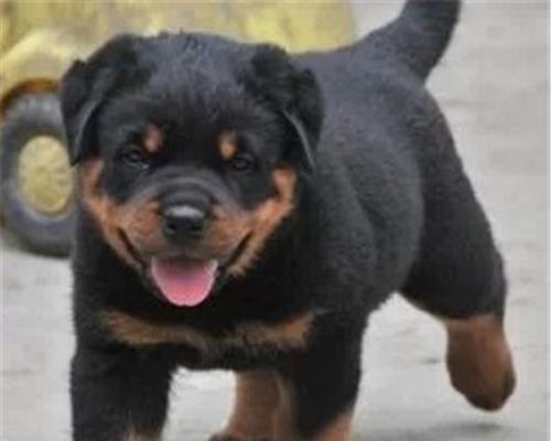 购买罗威纳幼犬，你需要了解的常识（为了幸福共处，购买前要了解这些！）