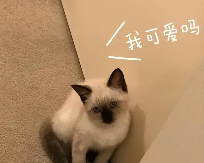 养暹罗猫的好处（暹罗猫）