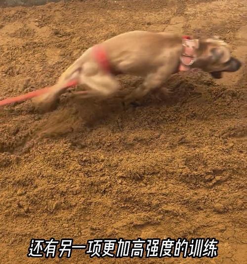 探索比特犬的力量与优点（了解比特犬的历史、外观和性格特点）
