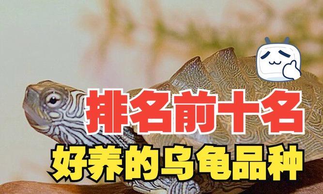 红腿象龟的饮食习性及食物喜好