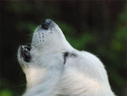大白熊犬的性格特征（了解大白熊犬的亲和力、忠诚度和温和性格）