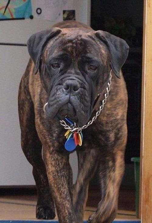 世界攻击力最强的三大獒犬（探寻獒犬世界的霸主——犬类领域的恶霸们）